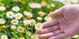 菊花不等於金銀花?帶你看清箇中分別! 金銀花菊花