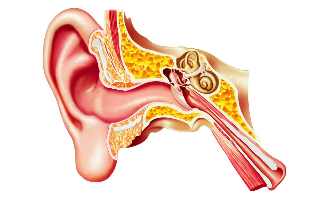 耳水不平衡症狀階段是甚麼？ 耳鳴、暈眩、聽力損失的 3 大耳水不平衡病徵會共同出現和交替發作，從而形成 3 大耳水不平衡症狀階段。這不僅對患者的身體健康造成威脅，更可能影響其工作和生活的質量。了解 3 大耳水不平衡症狀階段並及時采取預防和治療措施，對保護患者的耳朵健康至關重要