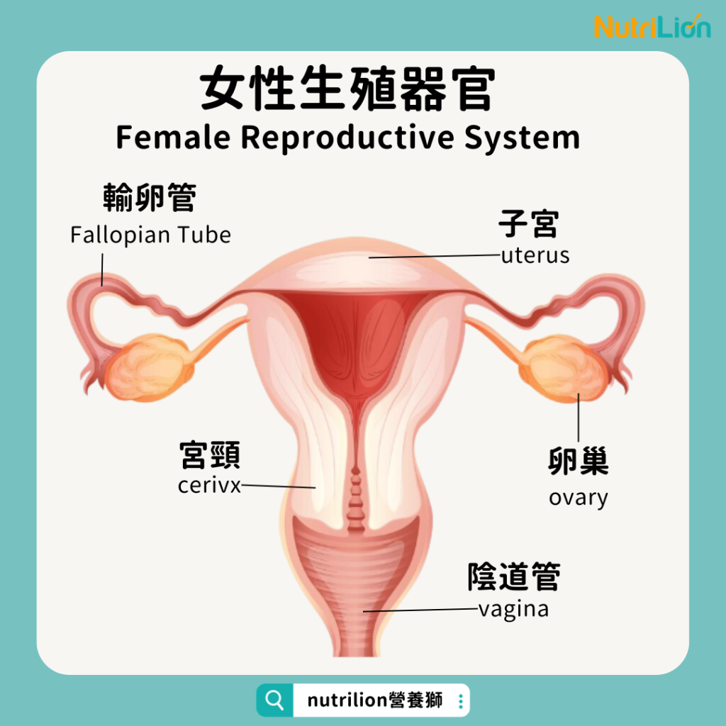女性生殖器官子宮卵巢輸卵管