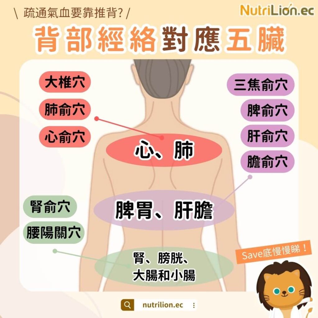 【背部經絡】背痛反映器官問題?教你睇背部穴位對應五臟! - NutriLion 營養獅